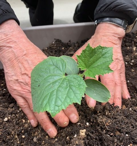 SORAにて園芸活動、夏野菜・向日葵の苗を植えました！