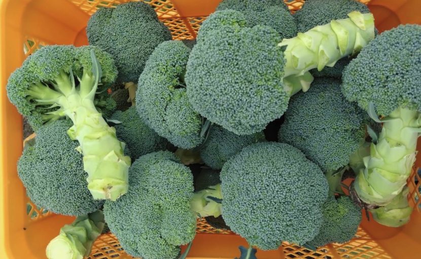 クローバー・ゆきかぜ便り Vol.10